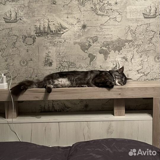 Кот мейн-кун вязка