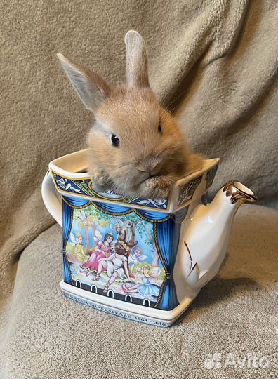 Кролики карликовые (окрас серый, кремовый, рыжий)