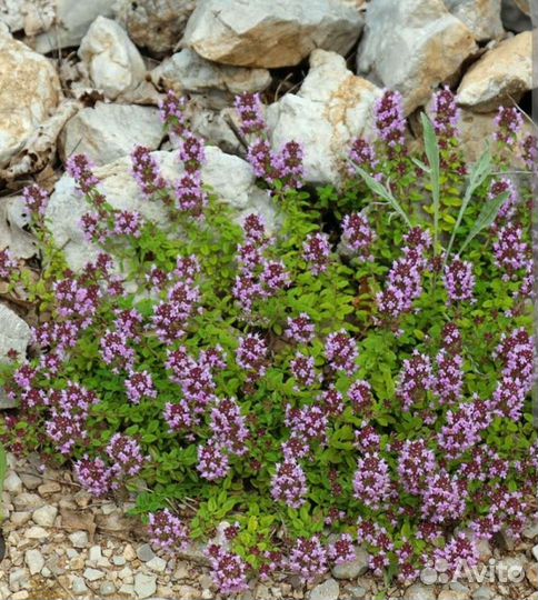 Пряные травы тимьян, иссоп цены в описании