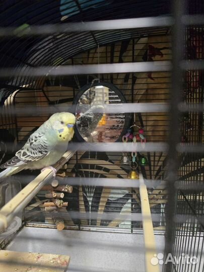 Волнистый попугай