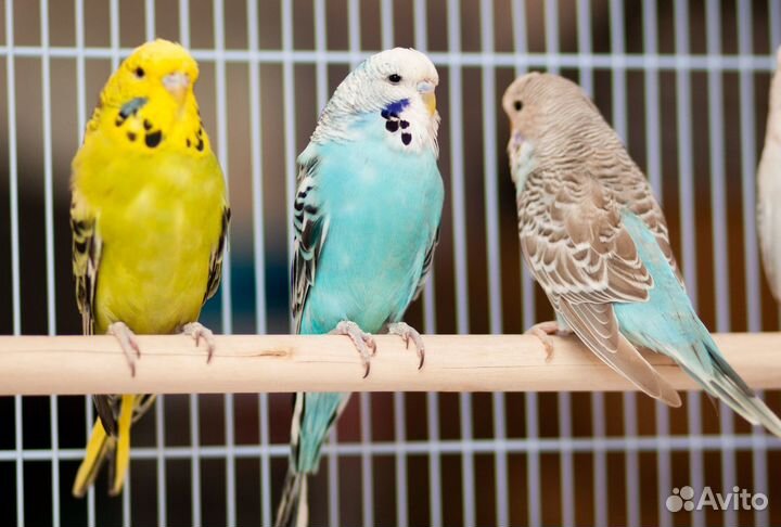 Выставочный попугай Чех ввп