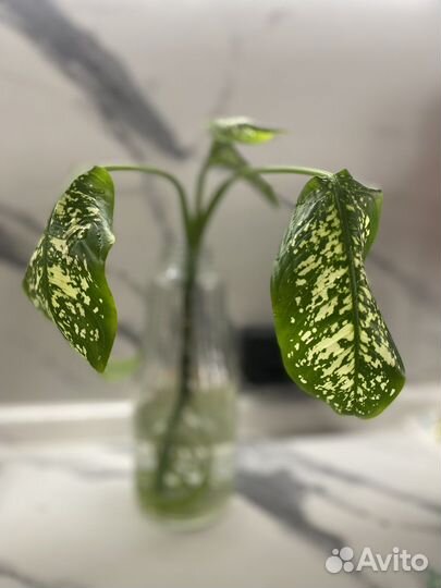 Диффенбахия