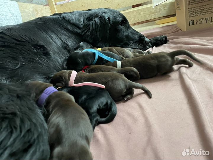 Щенки прямошерстного ретривера