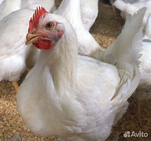 Куры бройлеры тушки мясо
