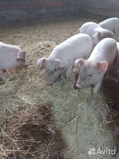 Продаются поросята