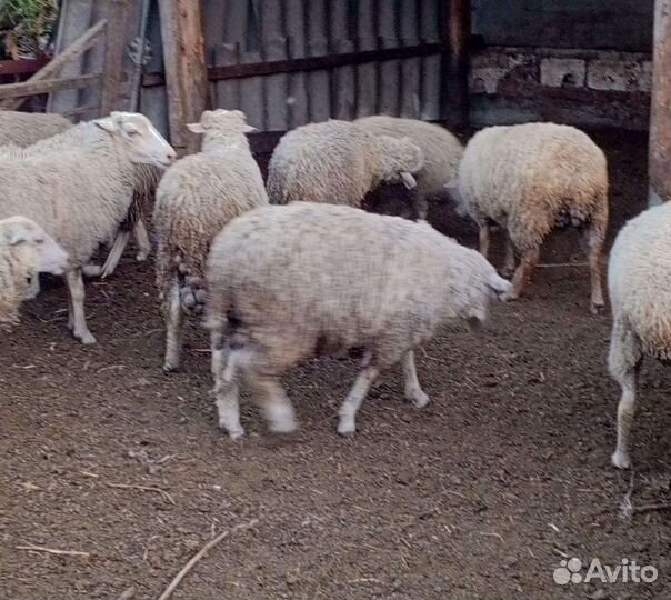 Баранчики Ярочки