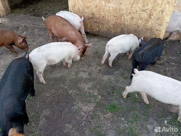 Поросята