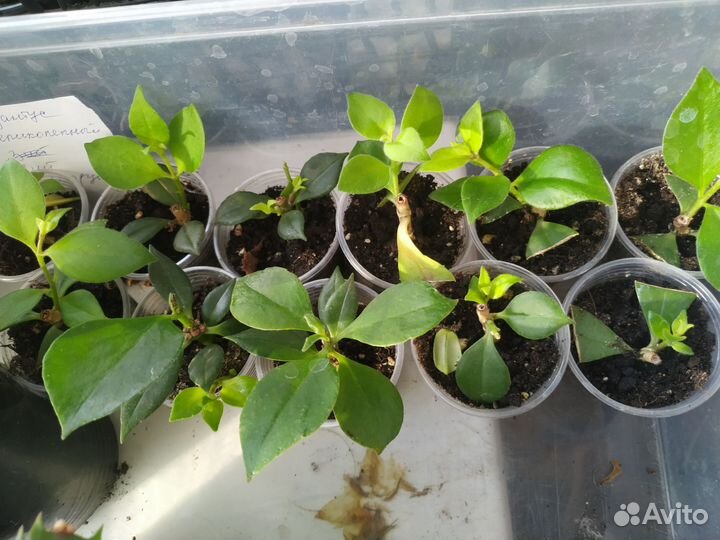 Комнатные растения — цветы