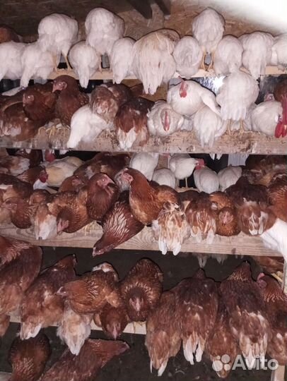 Продам кур молодок, несушки, 7 месяцев