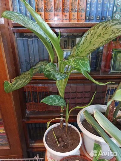 Домашние растения