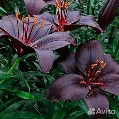 Лилии луковицы оптом