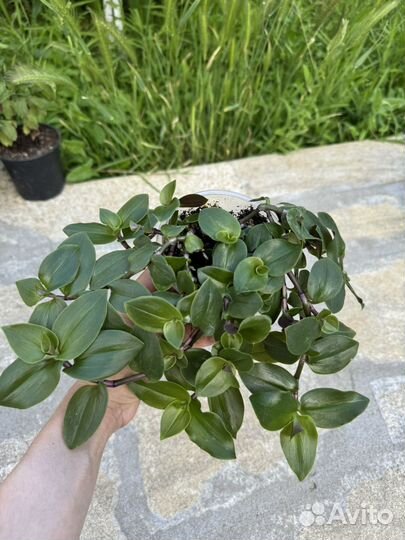 Традесканция