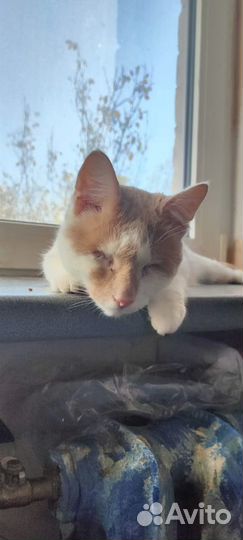 Ищет дом особенный котик Абрикос