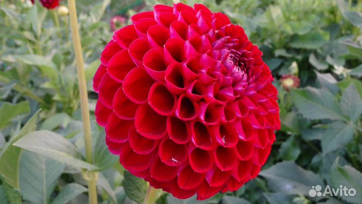 Клубни георгин