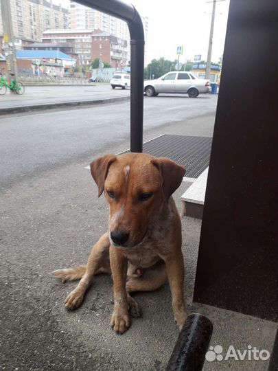 Собака в добрые руки