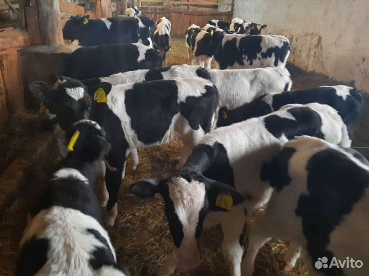 Бычки и телята