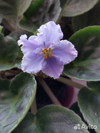 Сортовые фиалки