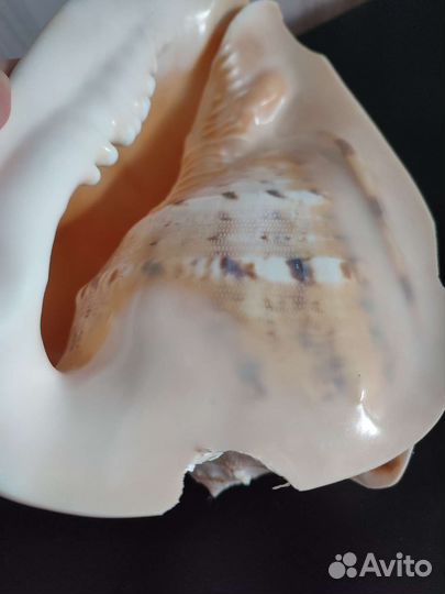 Ракушка для декора