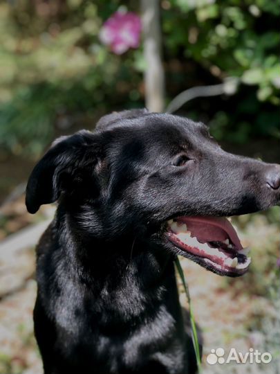 Собака в добрые руки отдам бесплатно