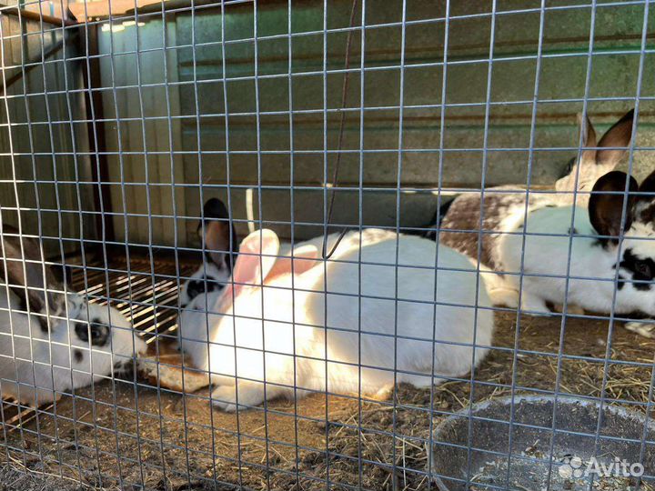 Кролики (самки)