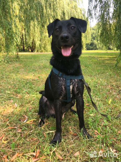 Собака в добрые руки отдам бесплатно