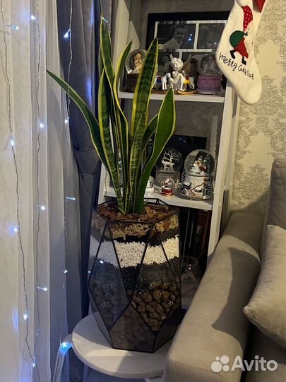 Комнатные домашние растения