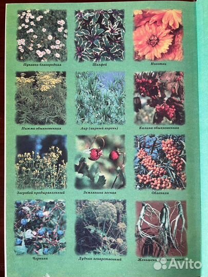 Энциклопедия народной медицины