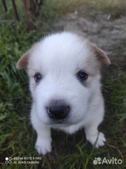 Отдадим щенков бесплатно