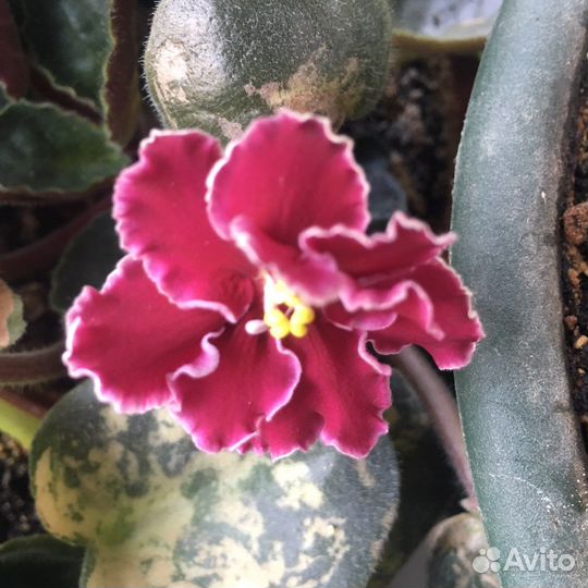 Сортовые фиалки