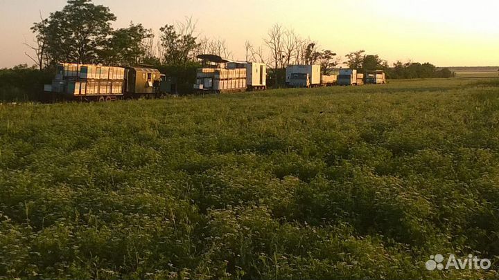 Мед кориандровый