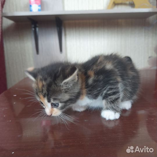 2 котенка, девочки