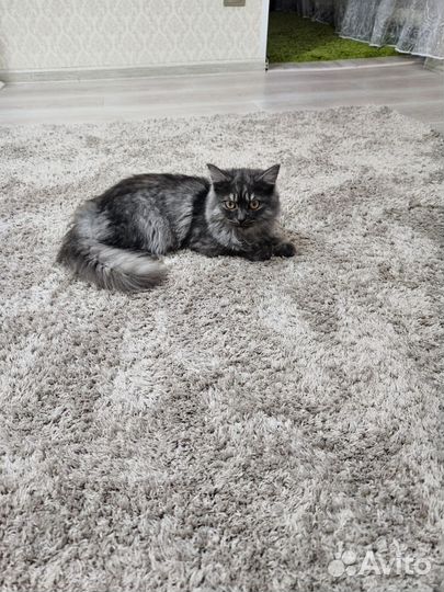 Кошка в дар