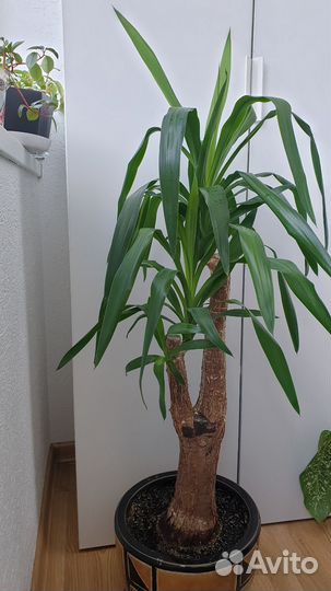 Комнатные цветы юкка