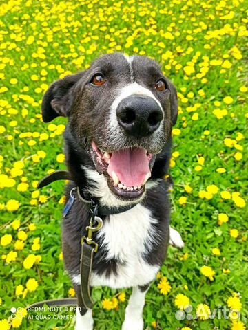 Возьми собаку из приюта