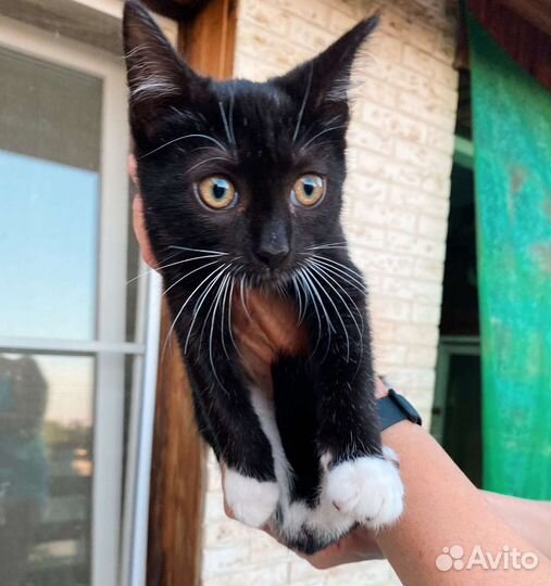 Смышлёный котик в добрые руки