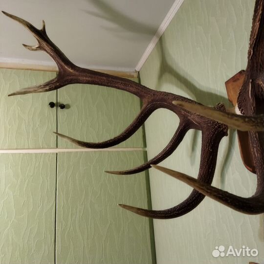 Рога оленя большие