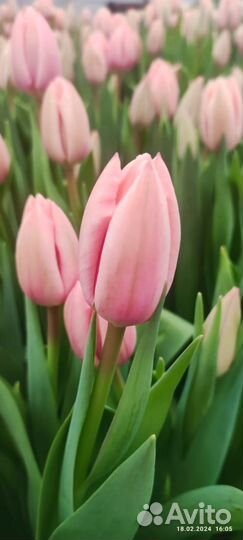 Тюльпаны оптом предзаказ к 8 марта