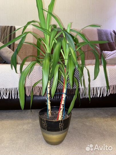 Юкка в керамическом горшке