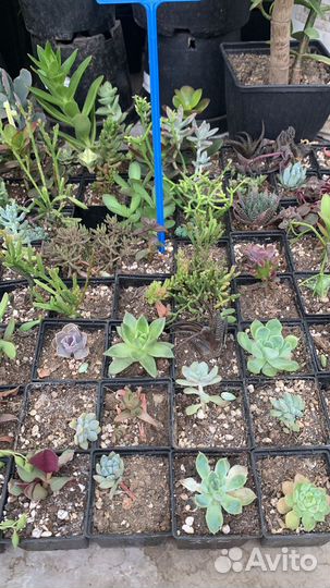Суккулентная теплица