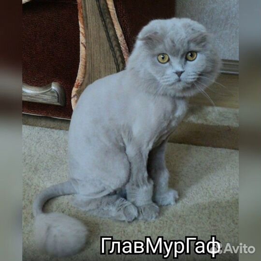 Стрижка кошки кота за 15 мин. Вычëсывание