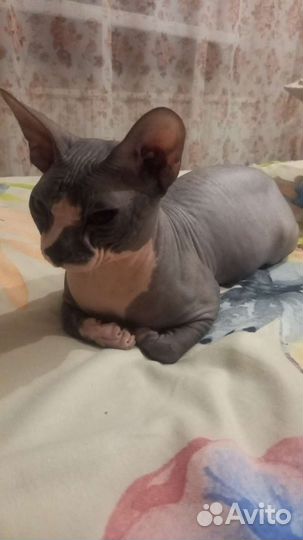 Канадский сфинкс