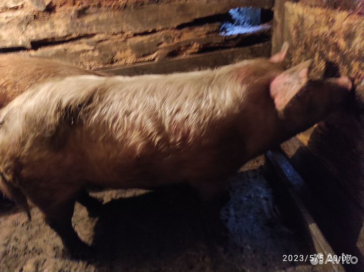 Хряк на племя ландрас