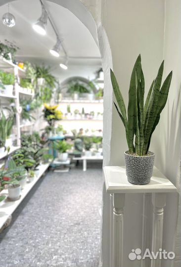 Суккуленты Сансевиерия Зейланика