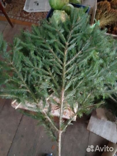 Лапник еловый