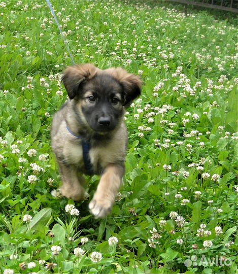 Щенок в добрые руки