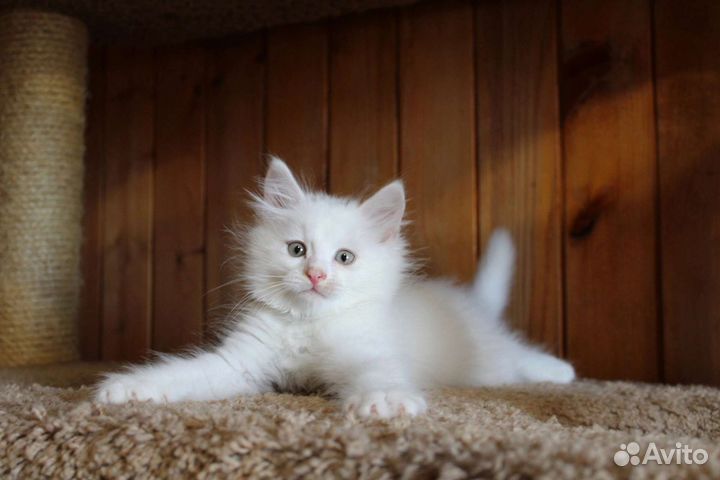 Сибирская котенок