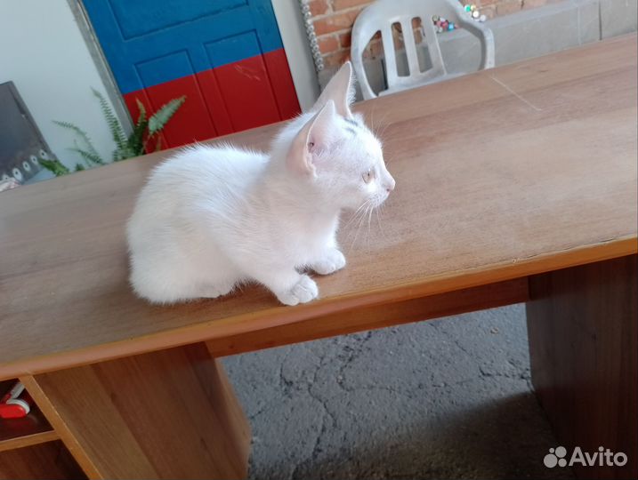 Кошки бесплатно