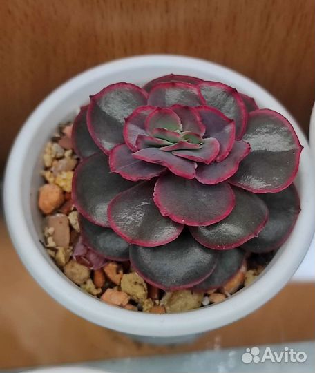 Редкие суккуленты
