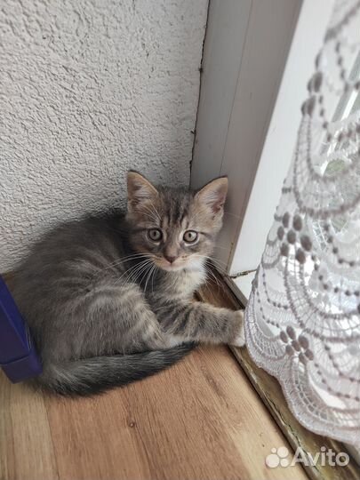 Отдам бесплатно котёнка