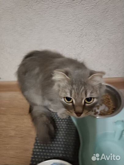 Кошка в дар